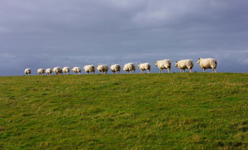 Ameland Groningen friesland fietsvakantie