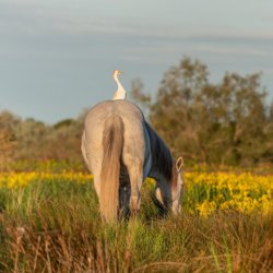 camargue fietsvakantie