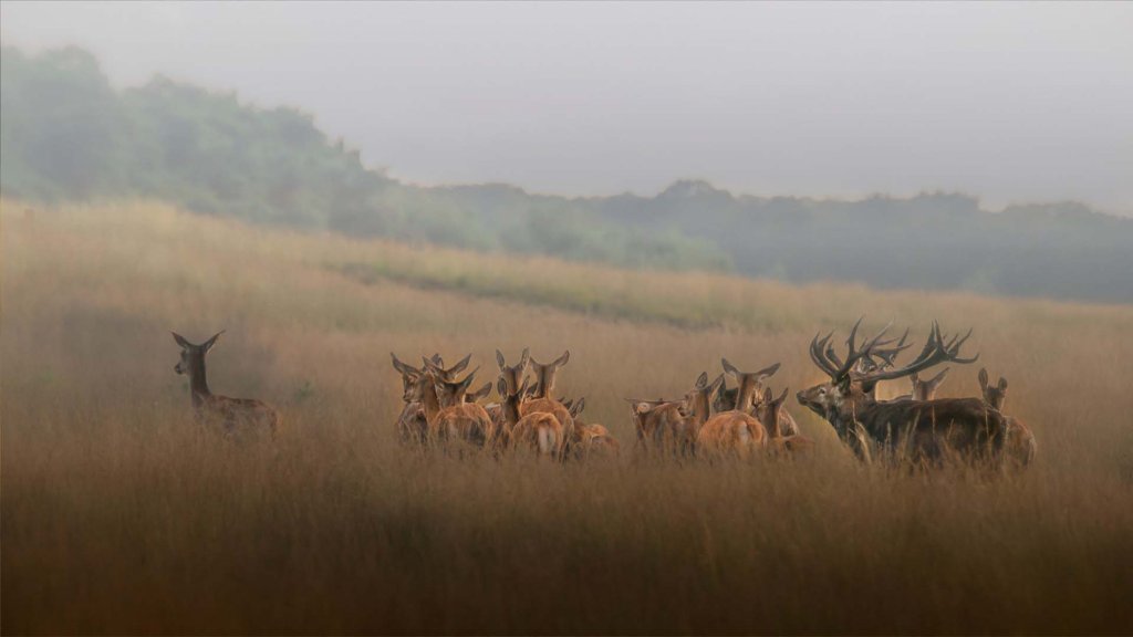 Herten op de hoge veluwe