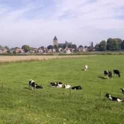 Hasselt