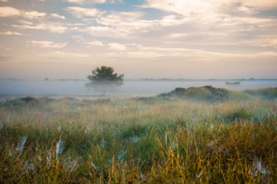 Dwingelderveld