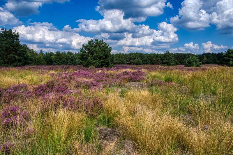 Weerterheide Weert