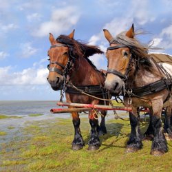 Fietsvakantie Schiermonnikoog