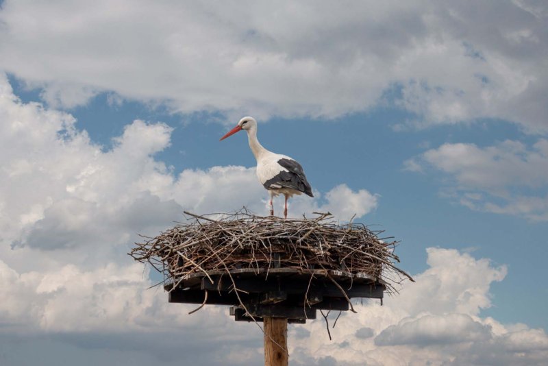 Ooievaar bij Fortmond