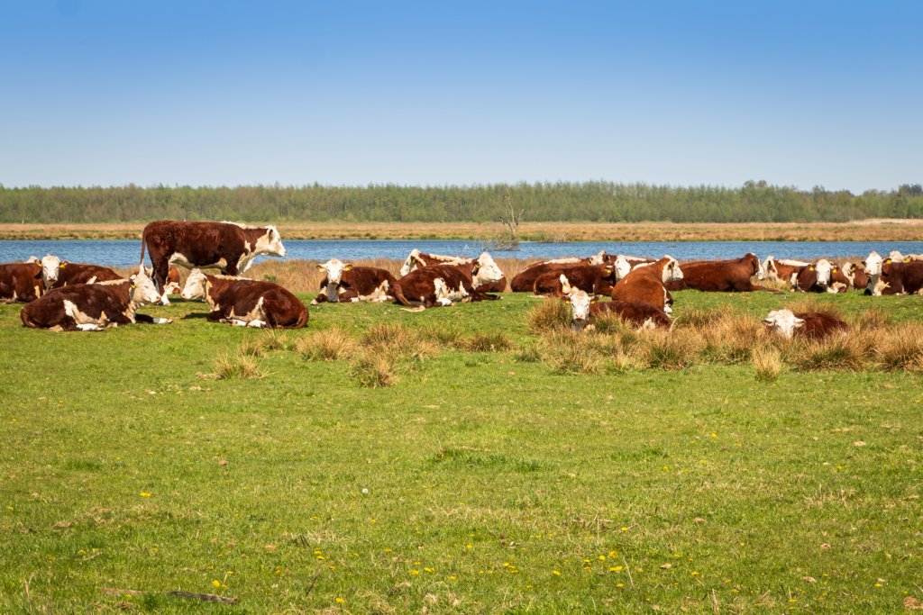 fochteloerveen