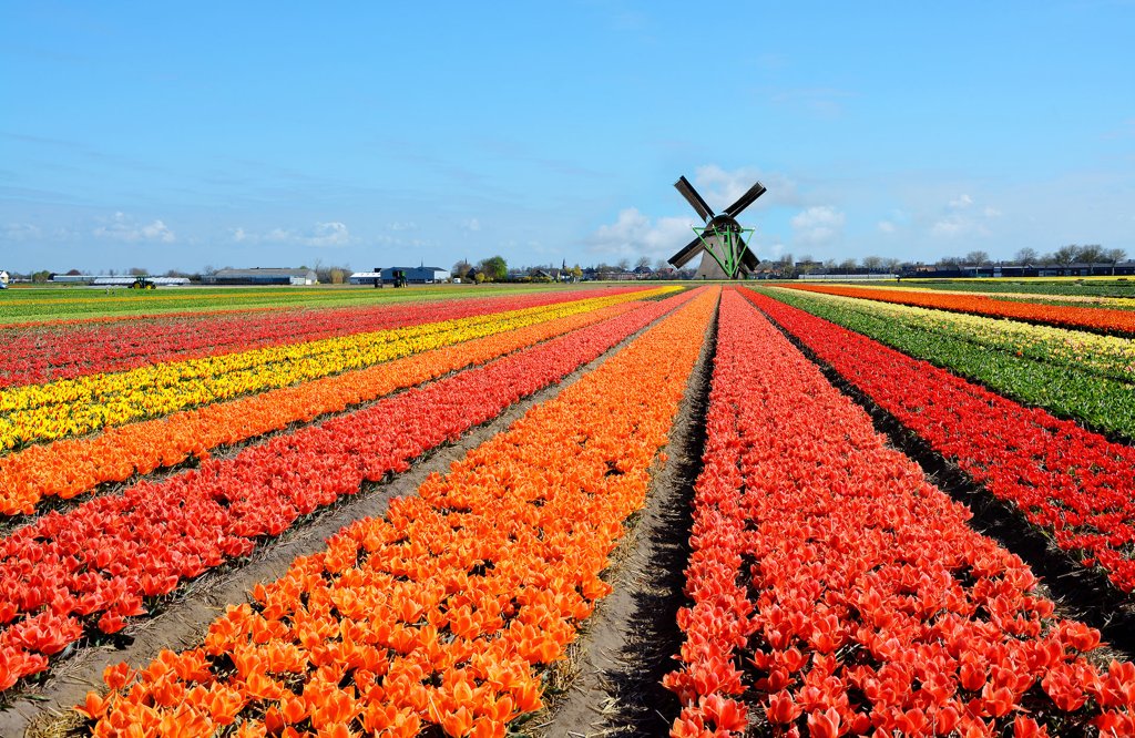 Tulpenveld