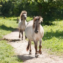 Wilde paarden op de hoge veluwe