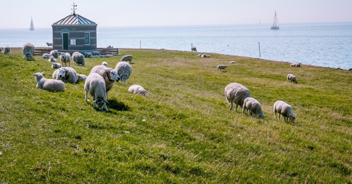 Fietsvakanties Friesland