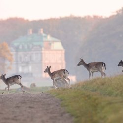 Reeen op landgoed denemarken