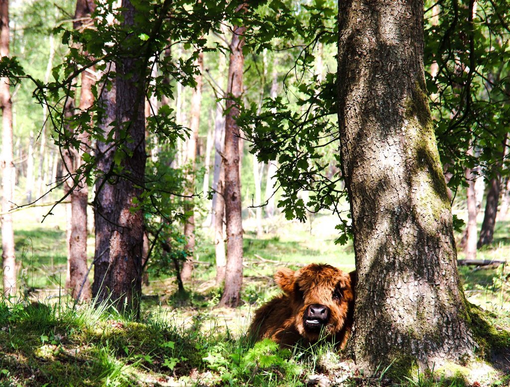 Drenthe - schotse hooglander