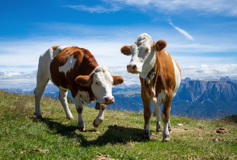 Koeien met uitzicht op de Rittner Horn