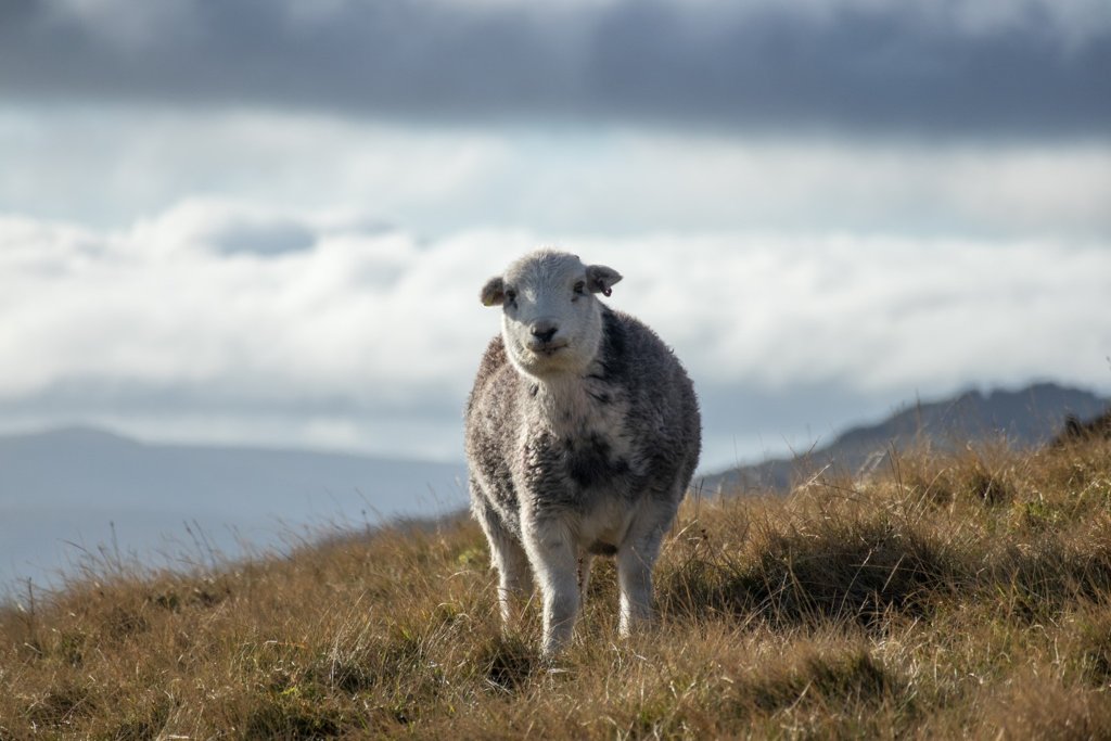 Cumbria