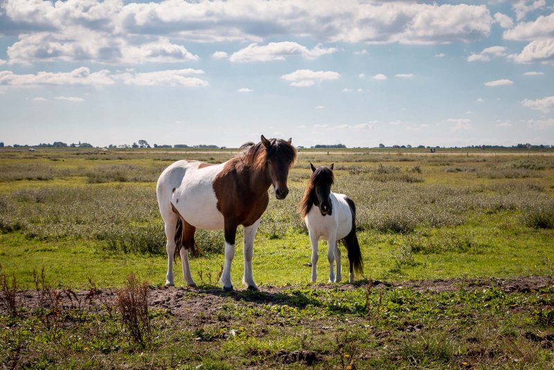 Lauwersmeer