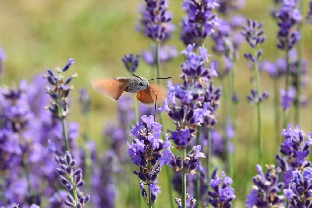 Lavendel bij Sault