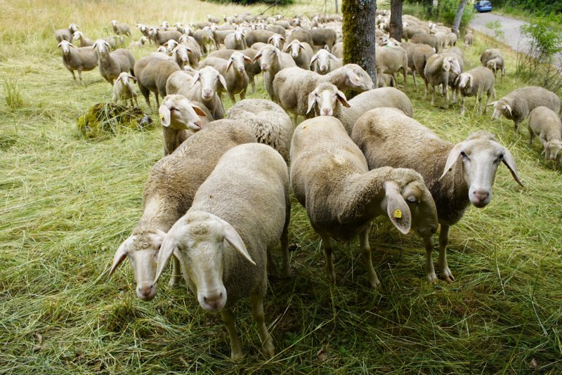 Schapen bij Riedenburg