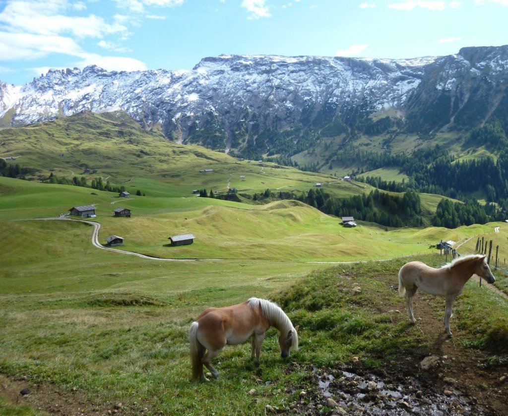 Seiser alm - Haflingers