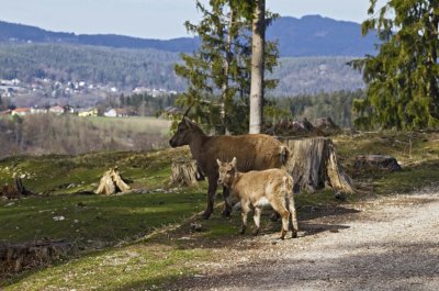 Tierpark schloss Rosegg