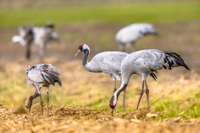 Maasduinen