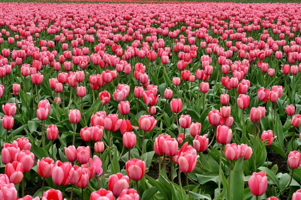 tulpenveld
Top 10 mooiste plekken van Nederland en België