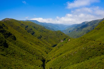 Rabacsas Madeira