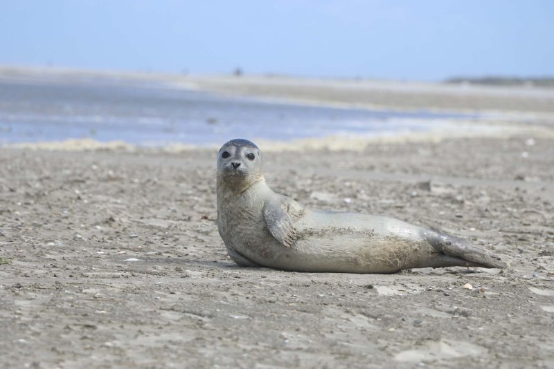 Schiermonnikoog