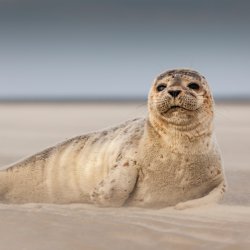 Zeehond op duitse wadden