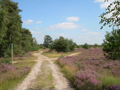 Sallandse heuvelrug pieterpad wandelvakantie