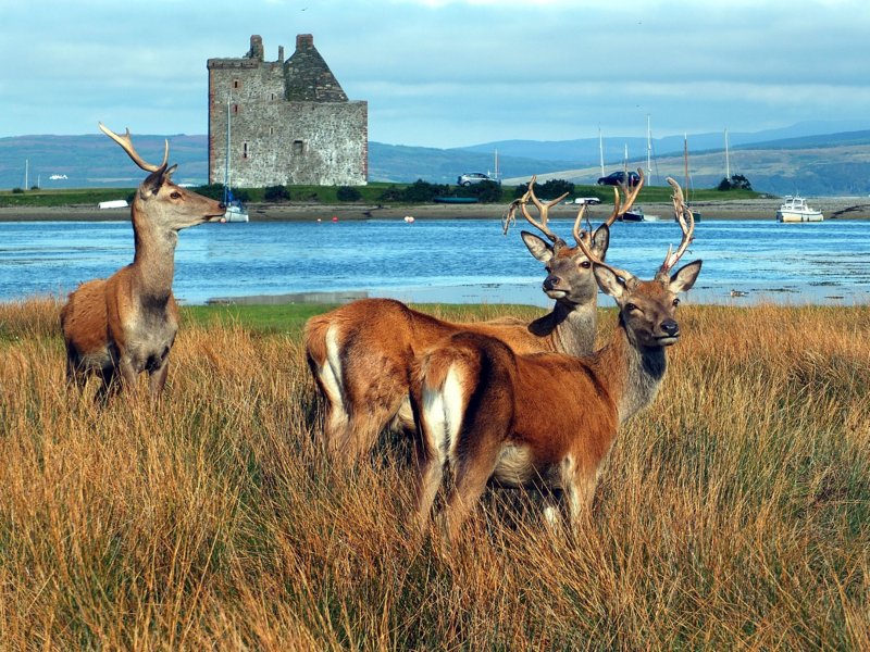 lochranza castle  isle of arran