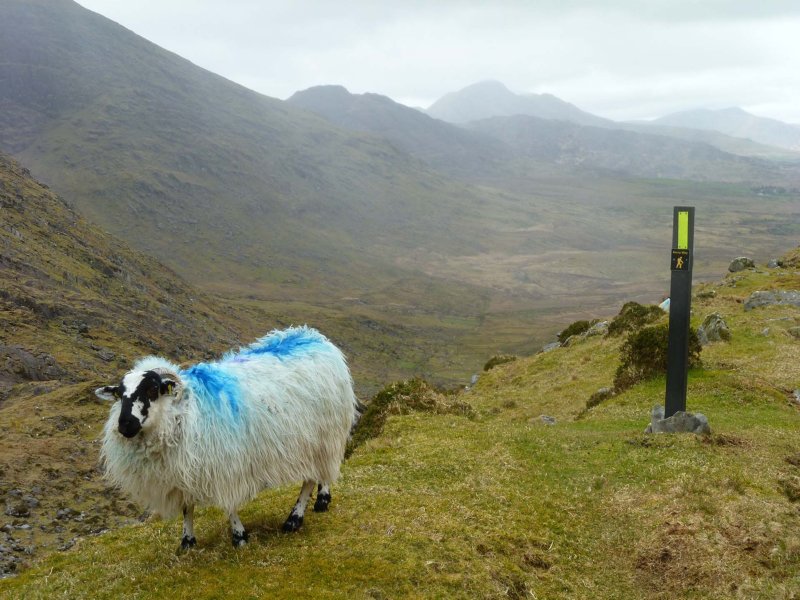 Sheep in Bridia Valley