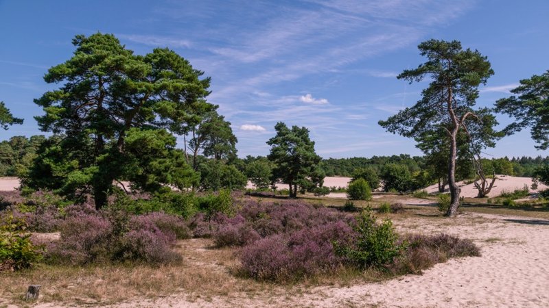 Soesterduinen