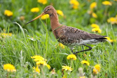 Nationaal Park De Alde Feanen