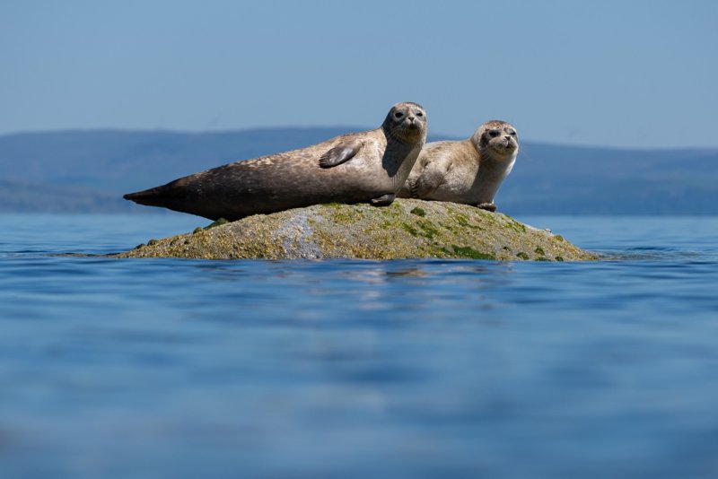 Isle of Arran - zeehonden