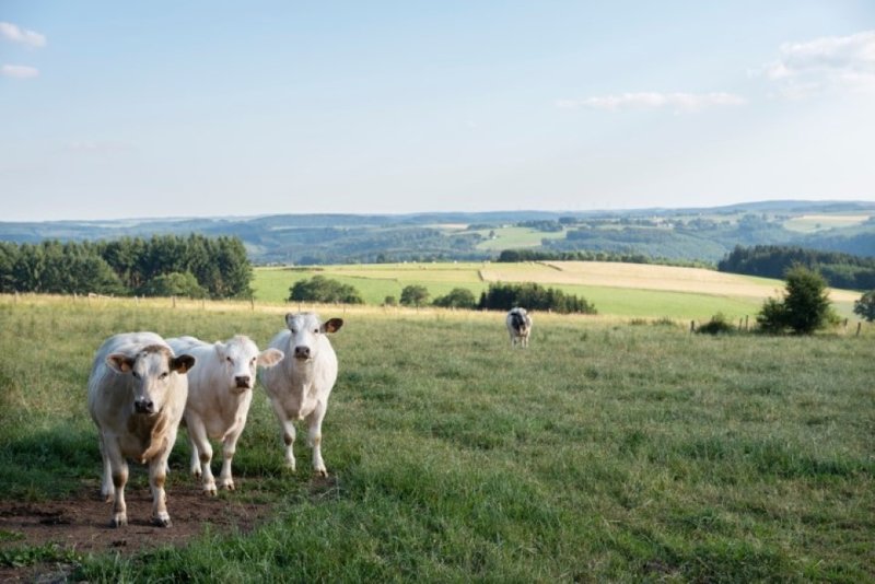 La Roche en Houffailze