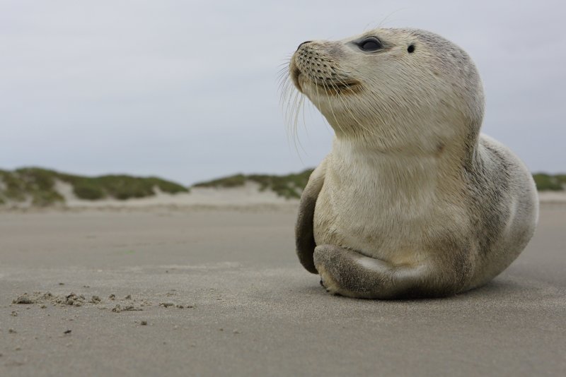 Zeehond