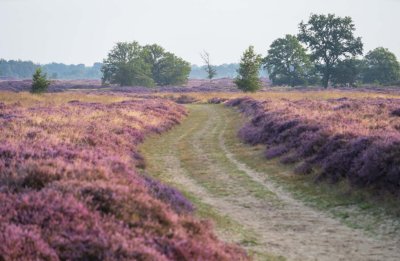 Balloerveld - fietsvakantie Drenthe