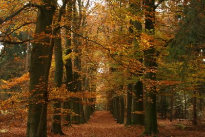 Hooge en Lage Vuursche - wandelvakantie heuvelrughike