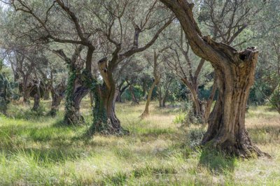 Villeneuve-lès-Avignon