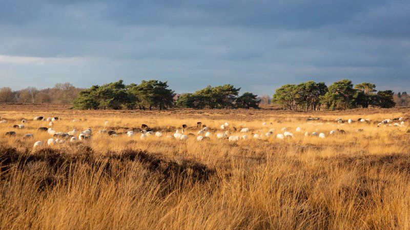 balloerveld