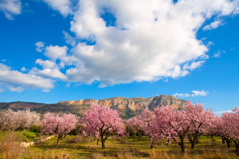 Denia Javea