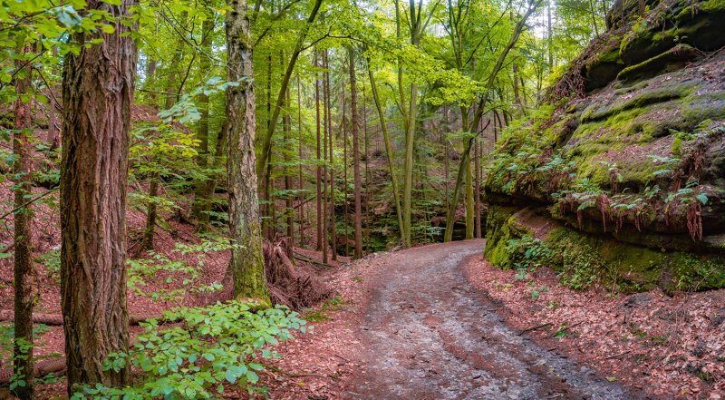 bos malerweg wandelvakantie