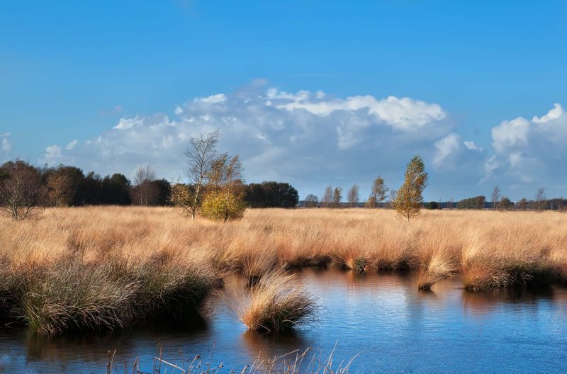 Dwingelderveld