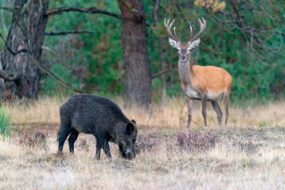 Hooge Veluwe